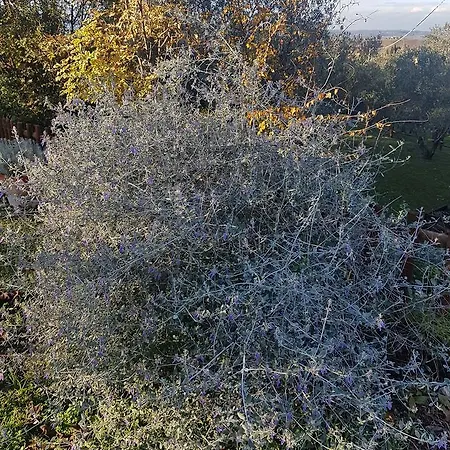 La Mariola *